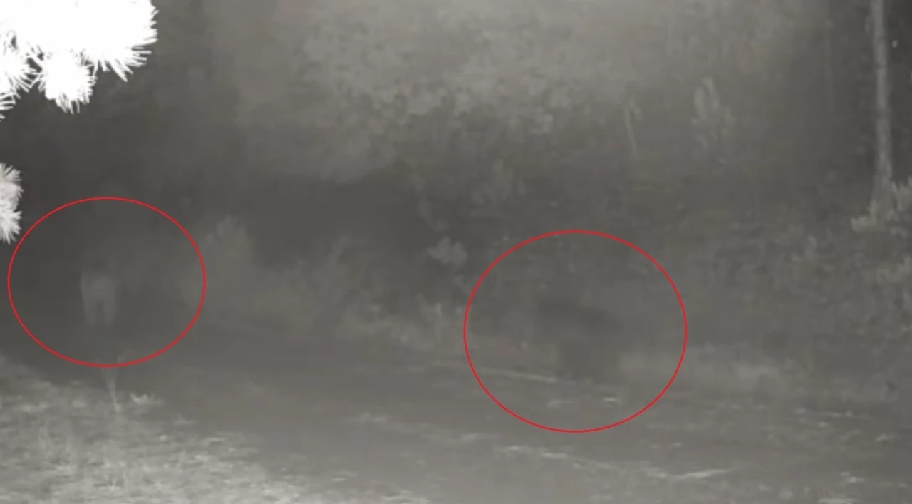 Ormanda yiyecek arayan anne ayı ve yavrusu fotokapanda
