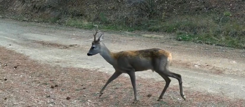 Ormanda yiyecek arayan karacalar fotokapanda