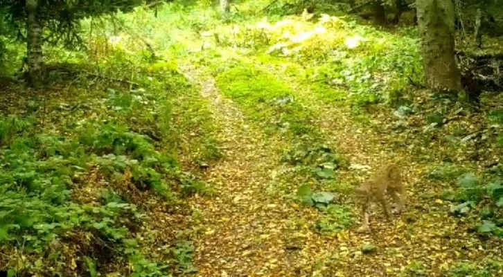 Ormanın hayaleti D&uuml;zce&rsquo;de fotokapana takıldı
