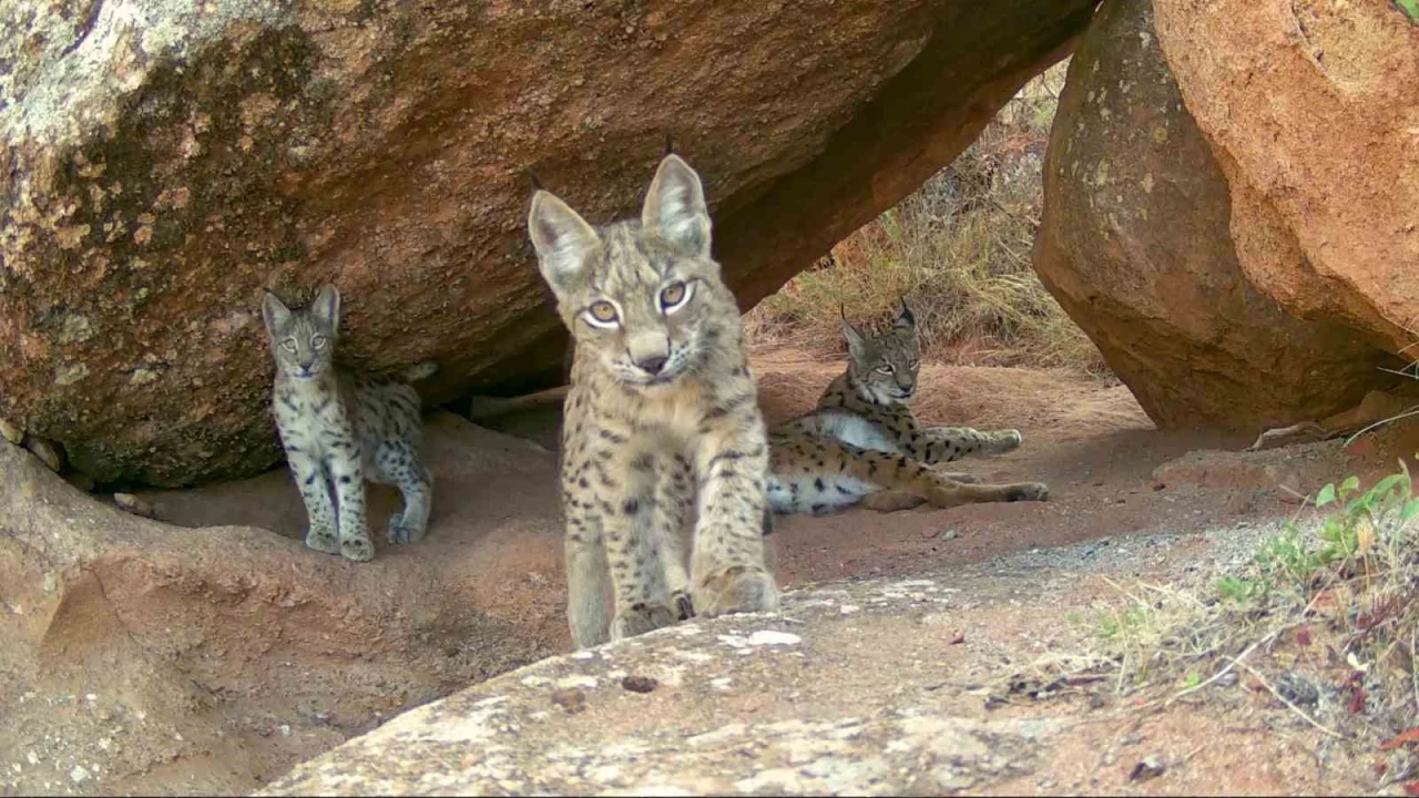 Ormanın hayaletleri ailece görüntülendi
