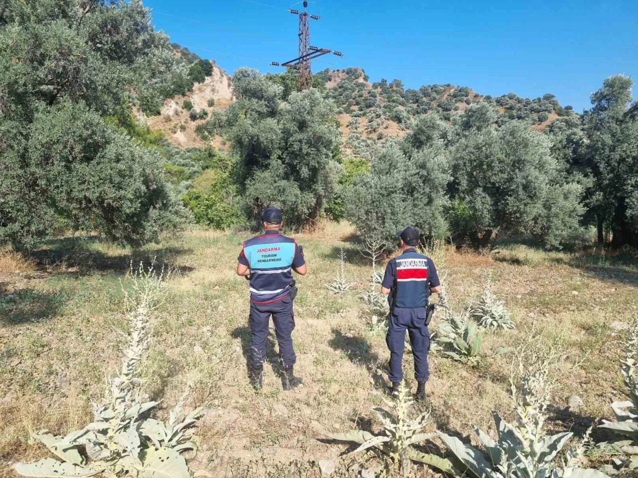 Ormanlık alanda mangal yakan 2 kişi yakalandı
