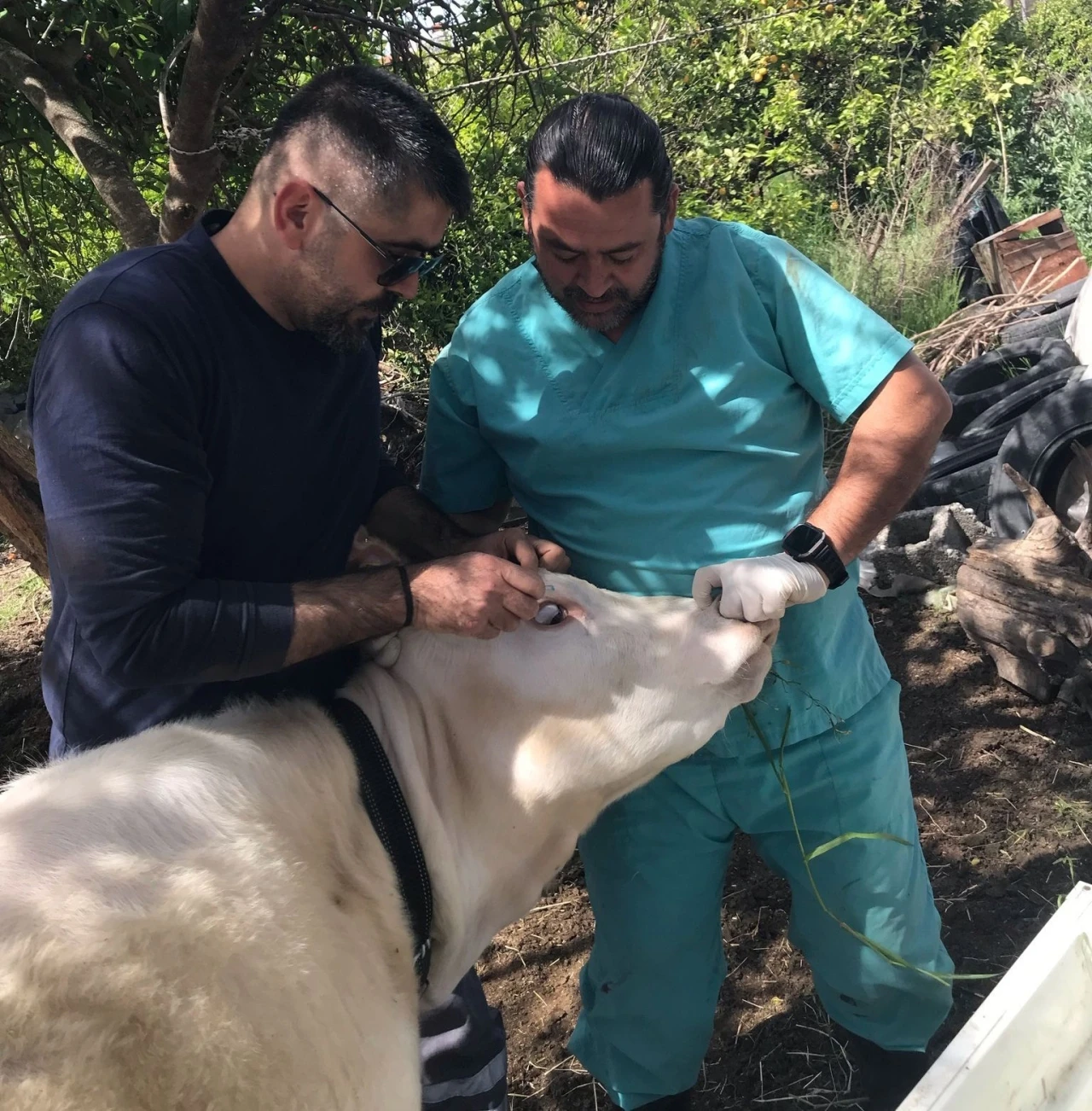 Ortaca Okçular Mahallesi’nde Brucella aşılaması gerçekleştirildi
