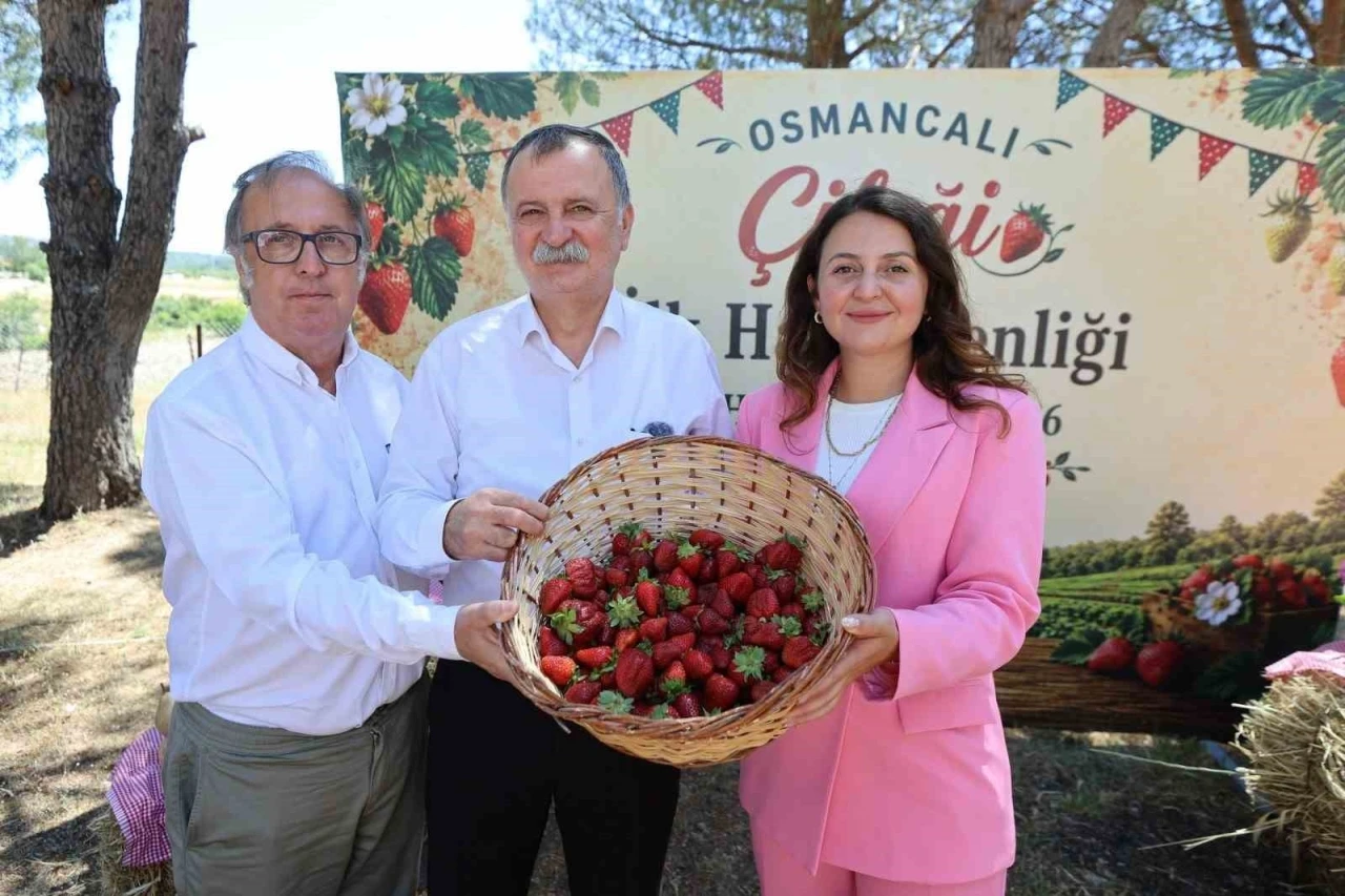 Osmancalı &Ccedil;ileği&rsquo;nin ilk hasadı şenlikle yapıldı
