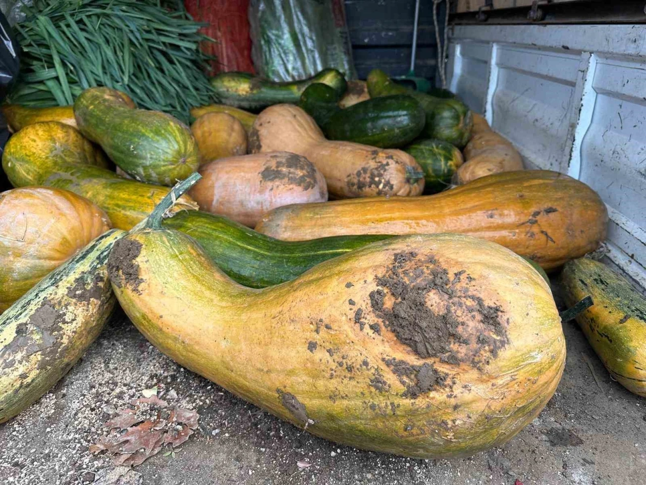 Osmangazi&rsquo;de 30 kilogramlık Kıbrıs bal kabağı yetiştirildi
