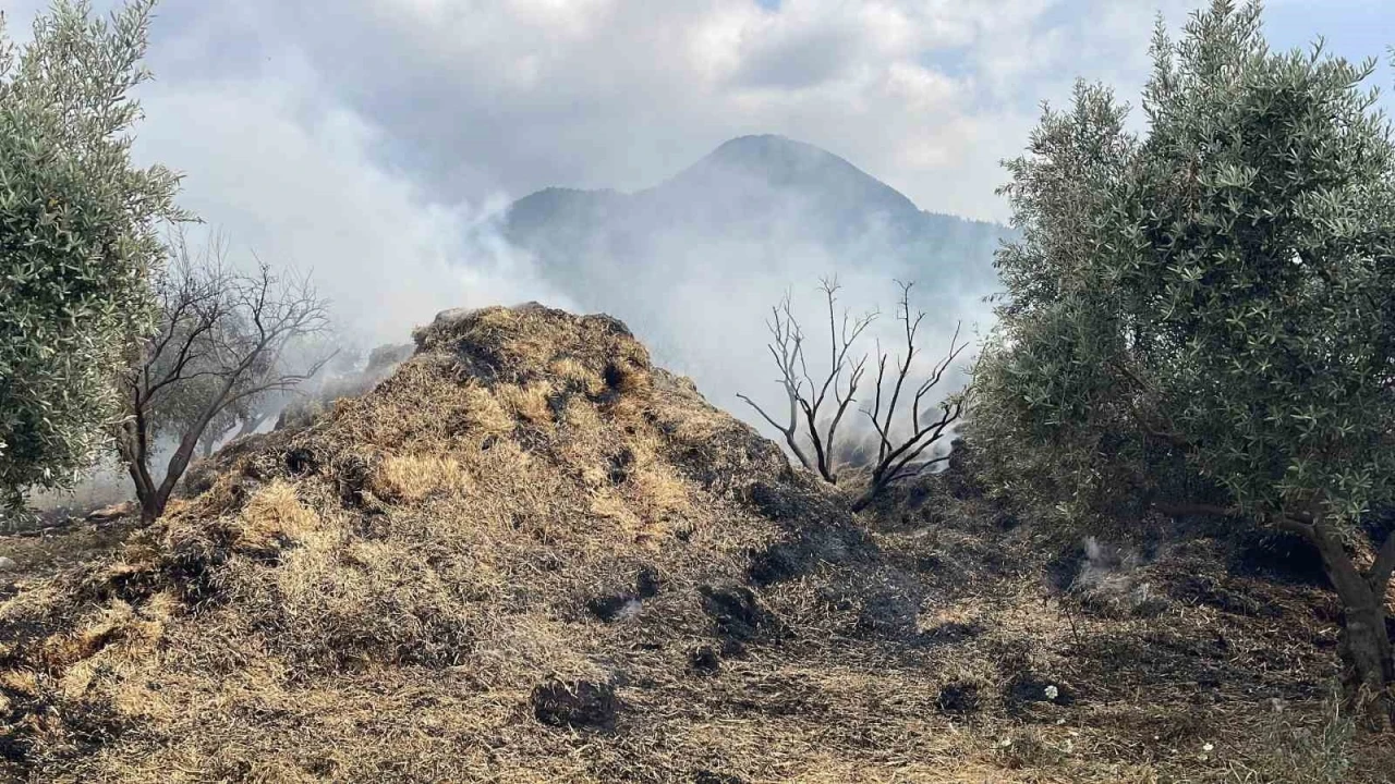 Osmaniye&rsquo;de bah&ccedil;edeki saman balyaları yandı, zeytin fidanları zarar g&ouml;rd&uuml;

