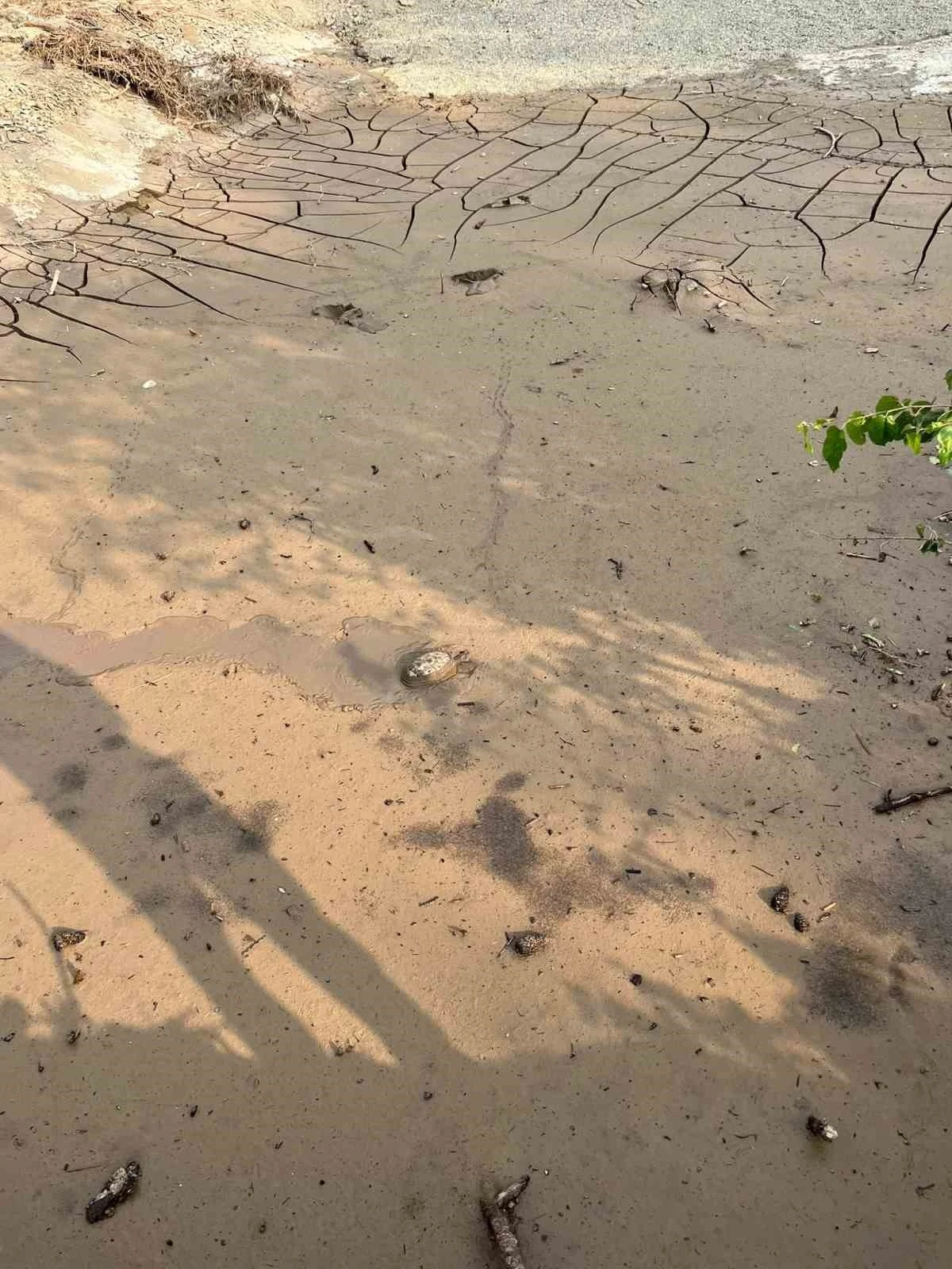 Osmaniye’de çamura saplanan kaplumbağayı itfaiye kurtardı