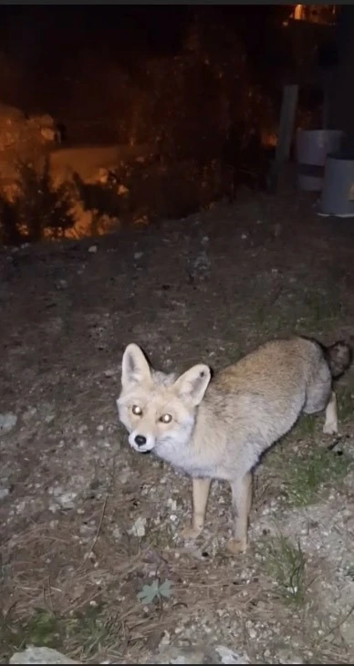Osmaniye’de meraklı tilki, Osmaniye kömbesini geri çevirmedi
