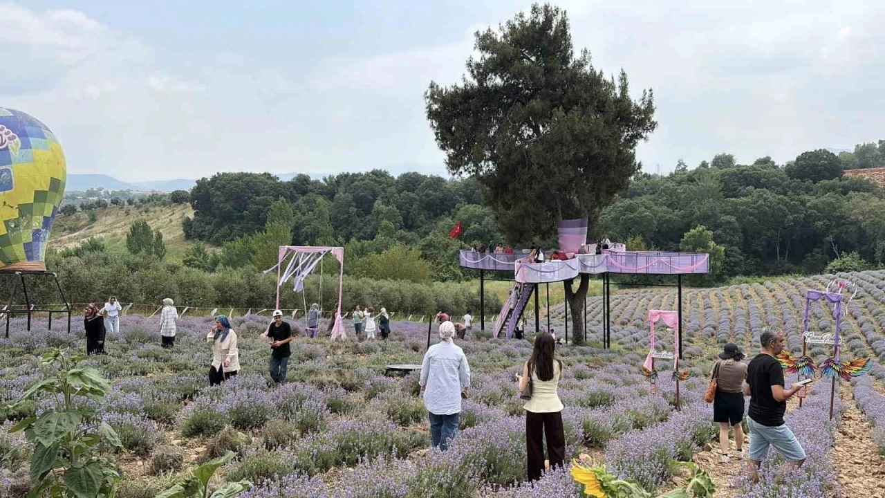 Osmaniye&rsquo;de mis kokulu lavantalar arasında renkli festival

