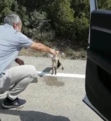 Osmaniye’de susayan tilki yol kesti
