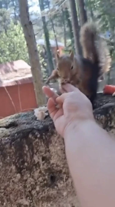 Osmaniye&rsquo;de vatandaşın eliyle beslediği sincap ilgi odağı oldu
