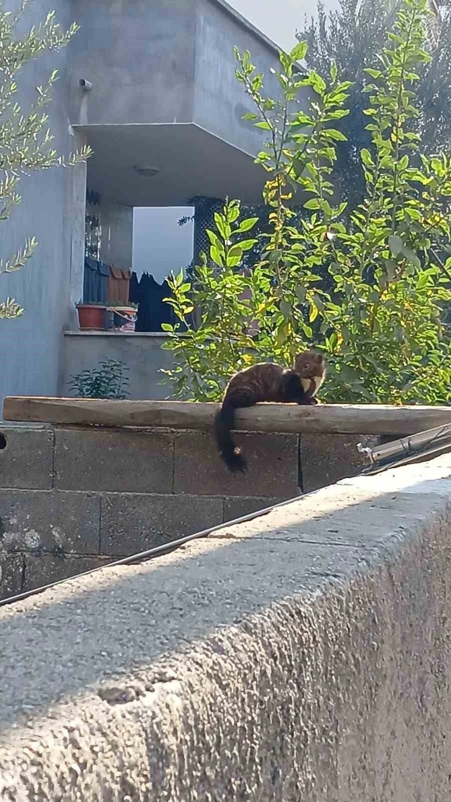 Osmaniye sokaklarında nadir misafir: Sansar güneşlenirken görüntülendi
