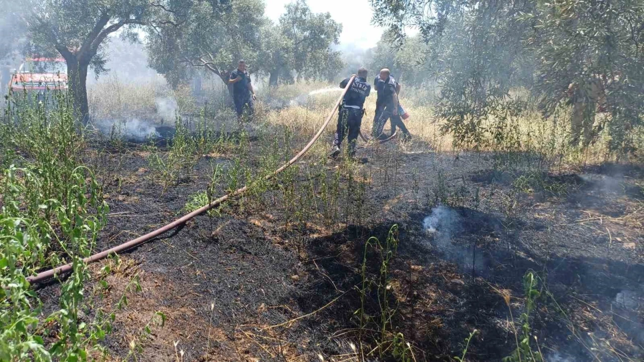 Ot bi&ccedil;erken zeytinliği yaktı
