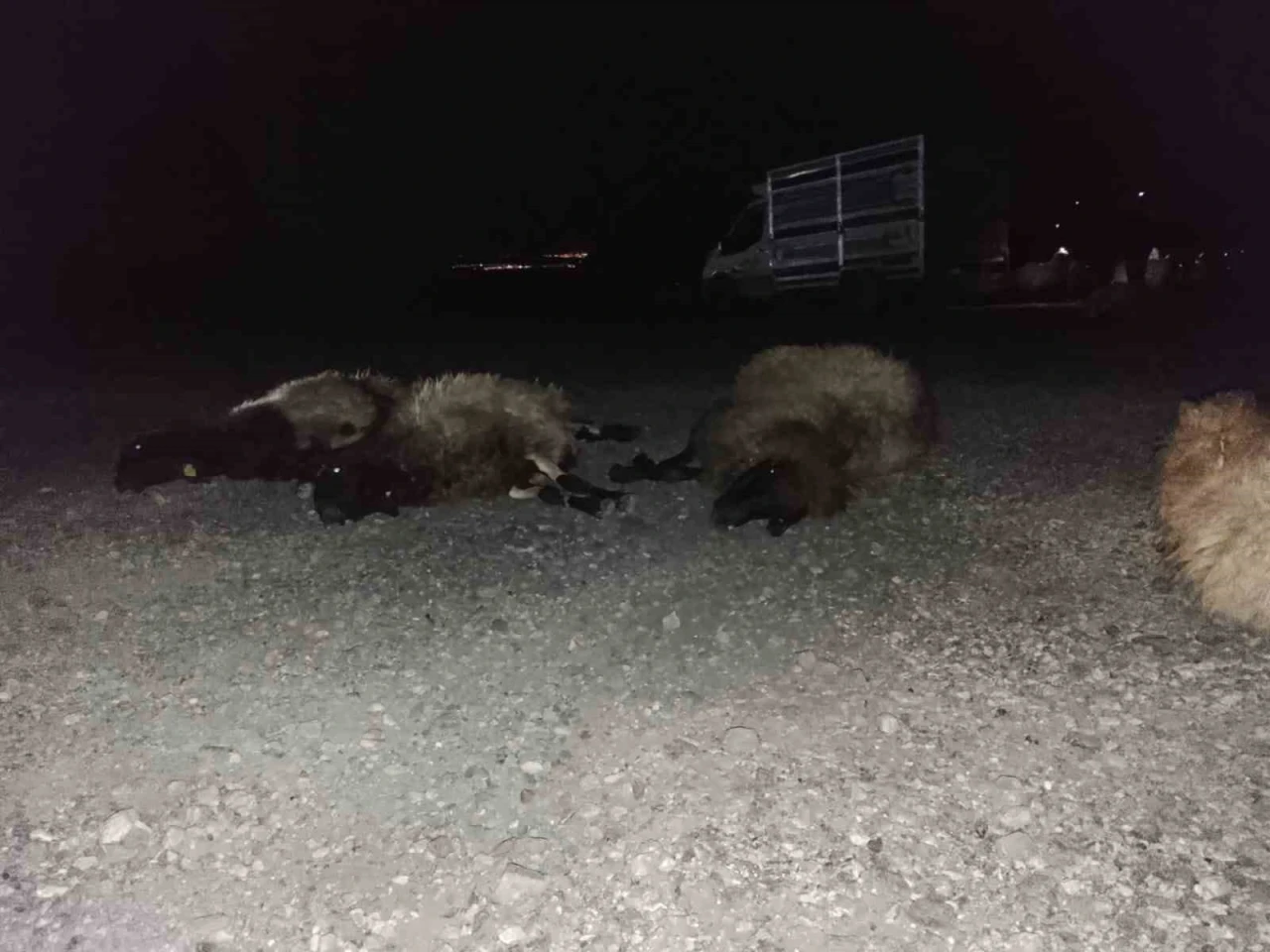 Otomobil sürüye çarptı, 8 koyun telef oldu
