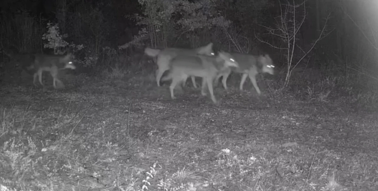 Ovacık’taki yaban hayatı kamerada
