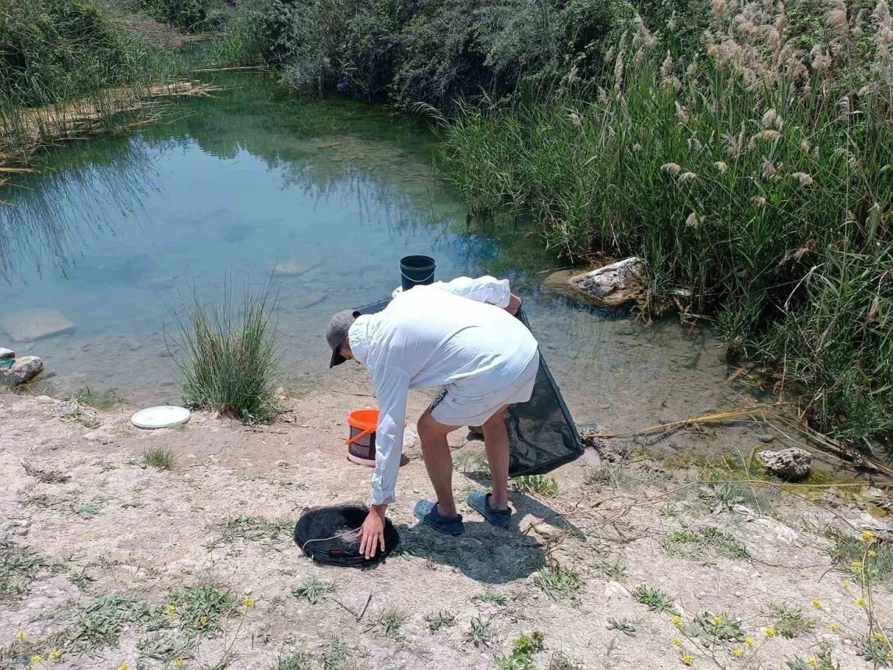 (ÖZEL) Tarihi hamam kalıntıları arasındaki süs balıklarını kaçak balık avlayanlara suç üstü
