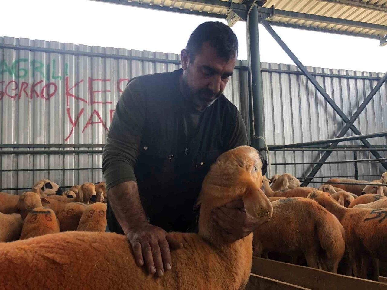 (ÖZEL) Turuncu renkli Sivas Kangal kuzuları hem renkleri hem de lezzetleriyle dikkat çekiyor
