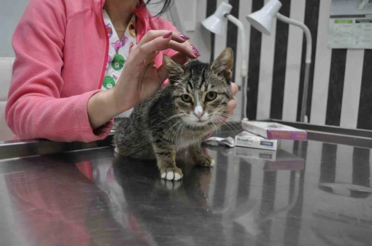 (&Ouml;ZEL) Uyuz salgını sebebiyle i&ccedil;-dış parazit uygulamaları artık daha &ouml;nemli
