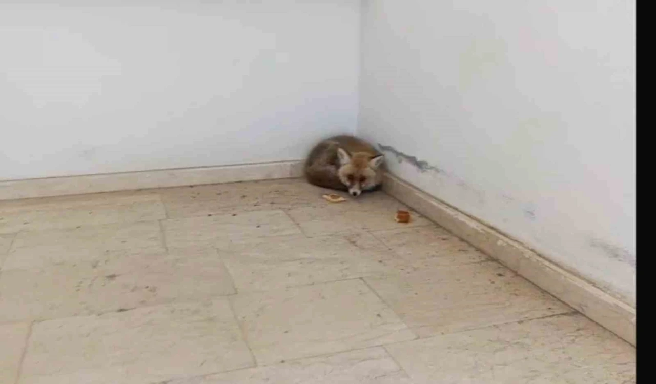 Palu&rsquo;da okulun i&ccedil;ine giren tilki kamerada
