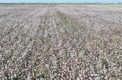 Pamuk tarlasına gizlenmiş 25 d&uuml;zensiz g&ouml;&ccedil;men yakalandı
