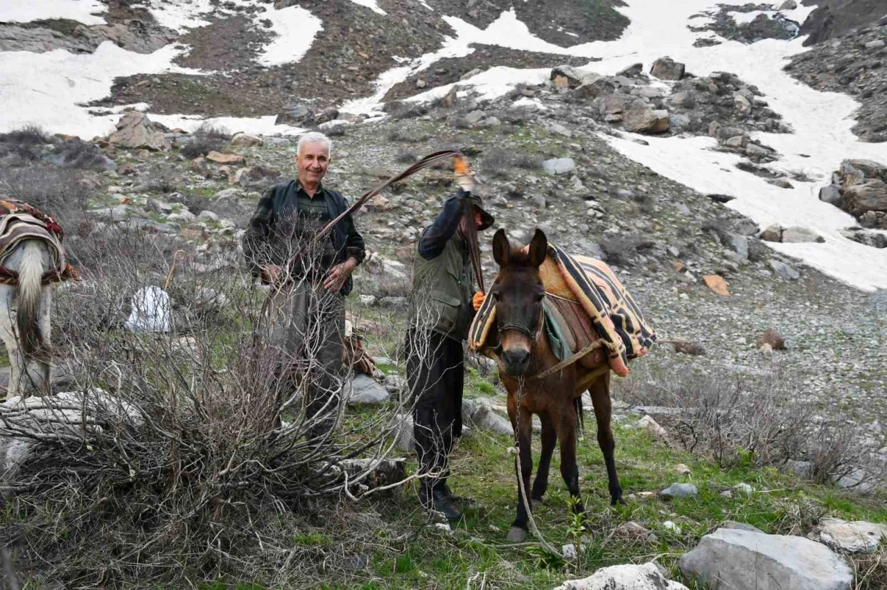 Pancar toplamak i&ccedil;in dağ bayır demeden geziyorlar
