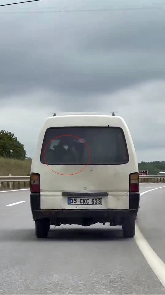 Panelvanın arkasında buzağı taşıdı
