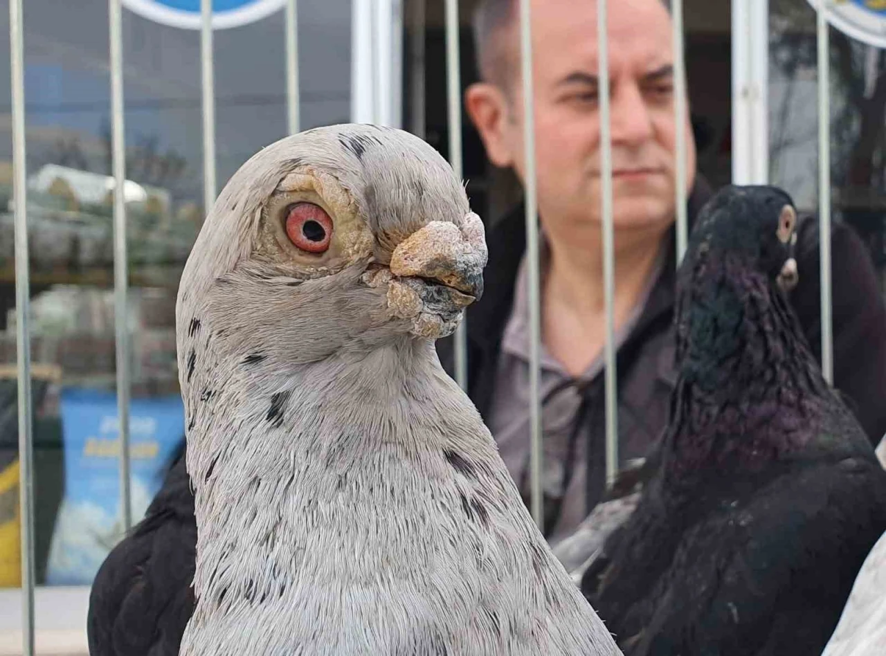 Parmak ucunda y&uuml;r&uuml;yen endemik Tokur g&uuml;vercinleri g&ouml;r&uuml;c&uuml;ye &ccedil;ıktı
