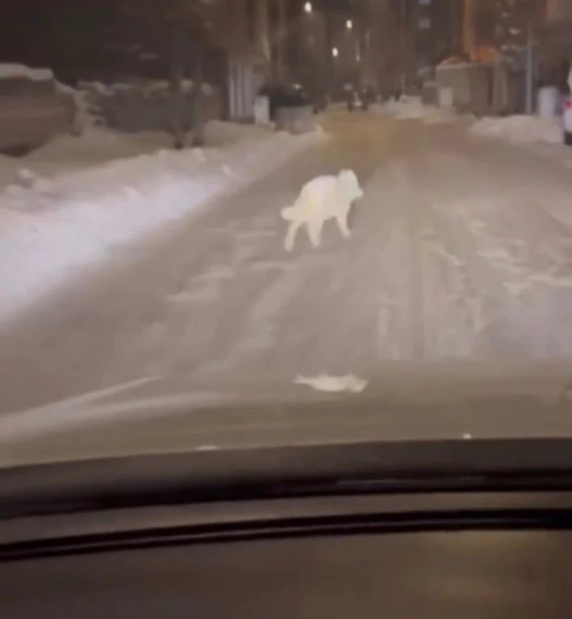 Patnos il&ccedil;e merkezinde kurt g&ouml;r&uuml;ld&uuml;
