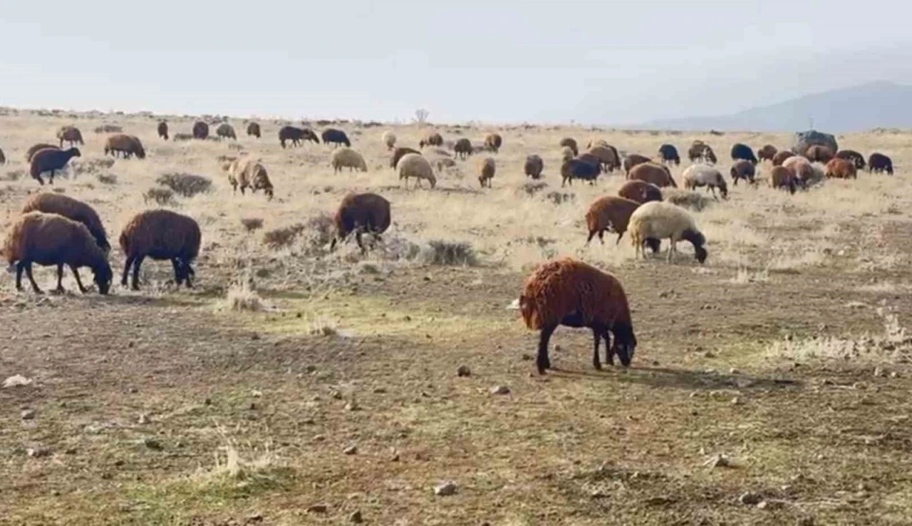 Patnos&rsquo;ta kar yağmaması &ccedil;ift&ccedil;ilerin y&uuml;z&uuml;n&uuml; g&uuml;ld&uuml;rd&uuml;
