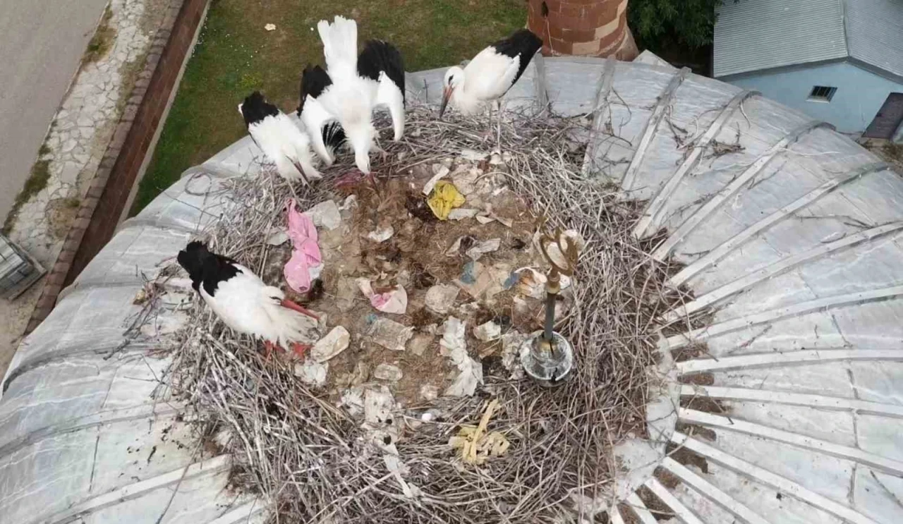 Patnos&rsquo;ta leylekler yuvalarına temmuzda d&ouml;nd&uuml;
