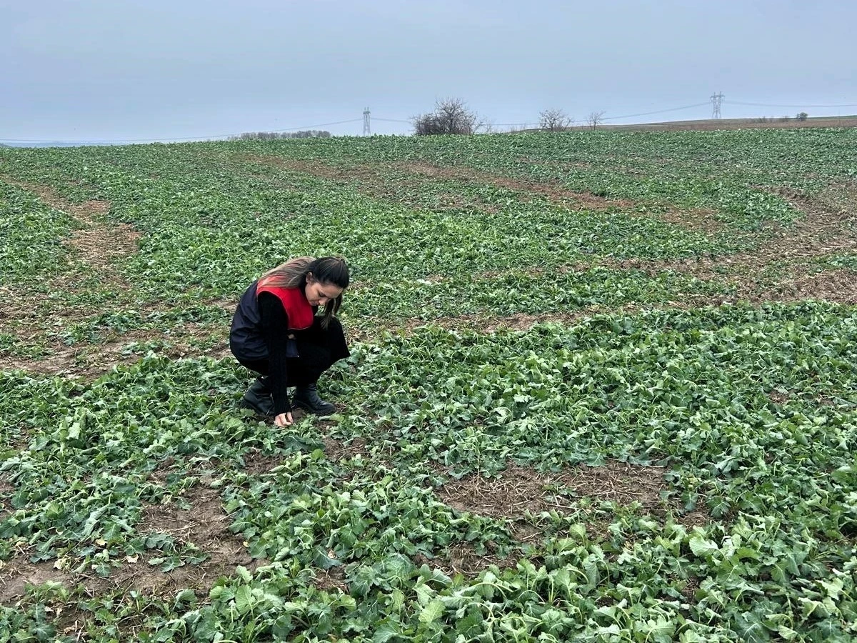 Pehlivank&ouml;y&rsquo;de anıza ekim yapılan kanola tarlasında bitkinin fizyolojik gelişimi incelendi
