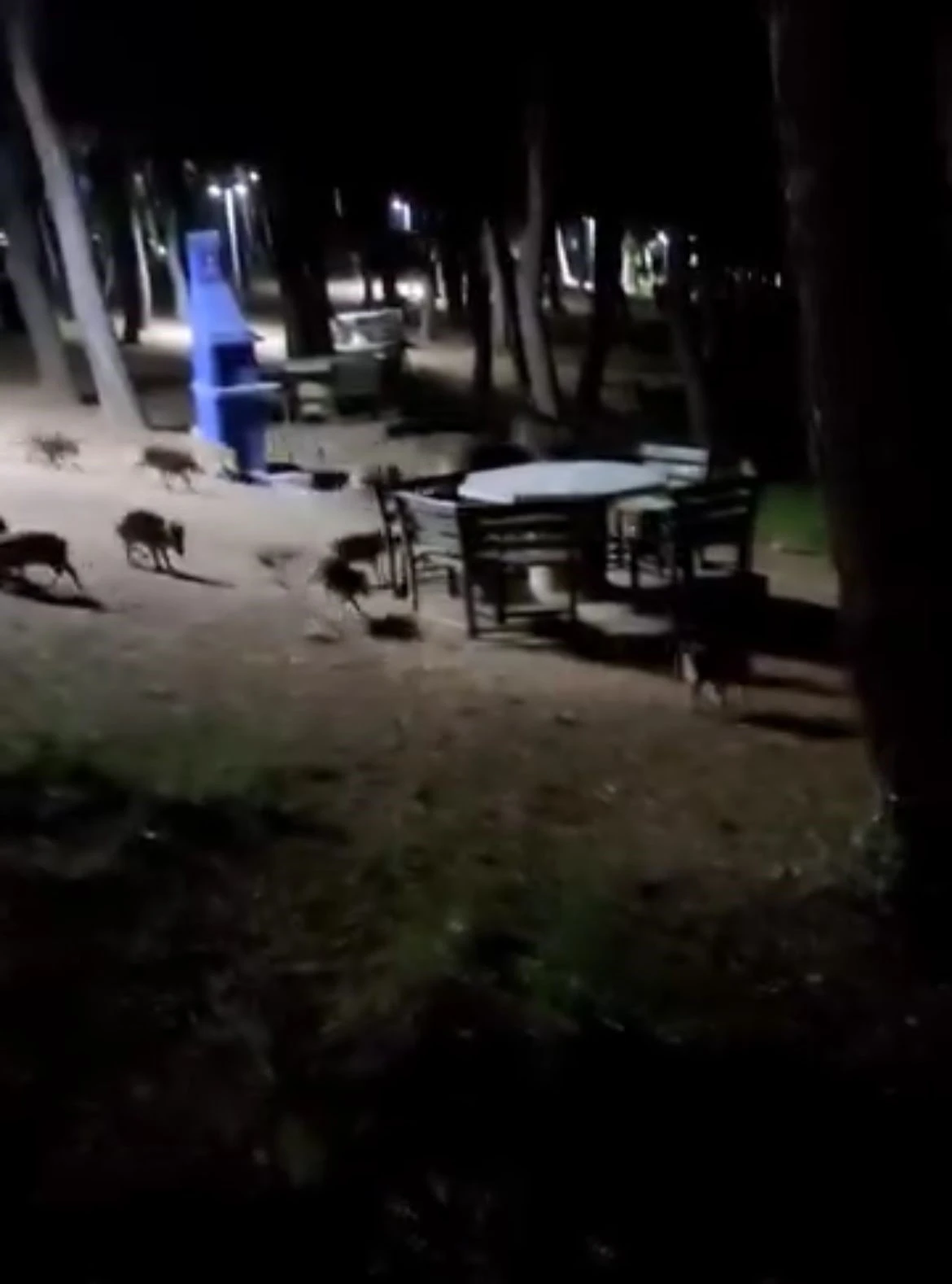Piknikte karşılaştıkları domuz sürüsü panik oluşturdu