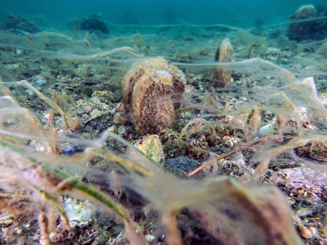 Pinalar son sığınağı Marmara&rsquo;da &ccedil;oğalıyor; umut oluyor
