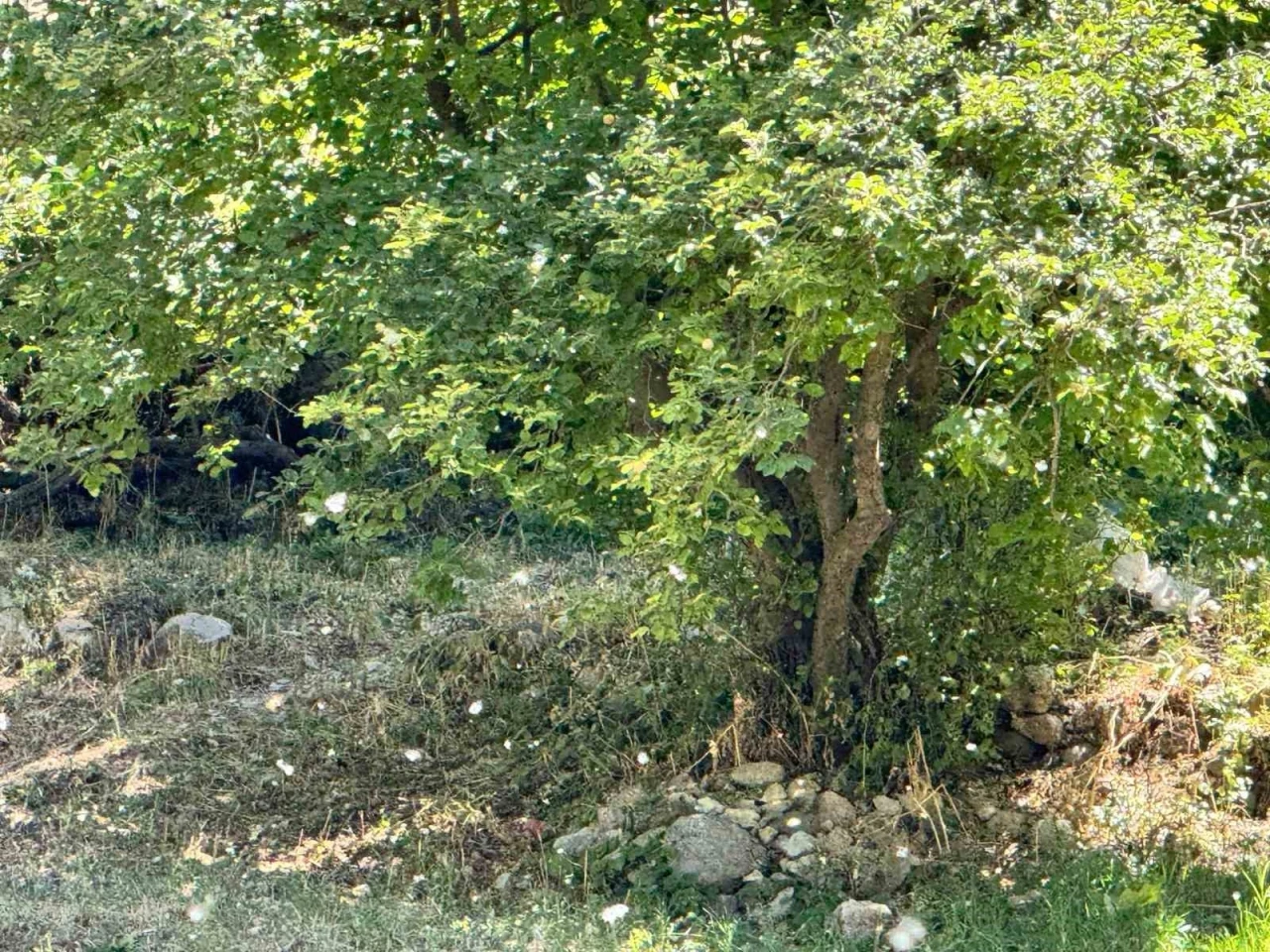 Polenler k&ouml;y&uuml; beyaz &ouml;rt&uuml;yle kapladı
