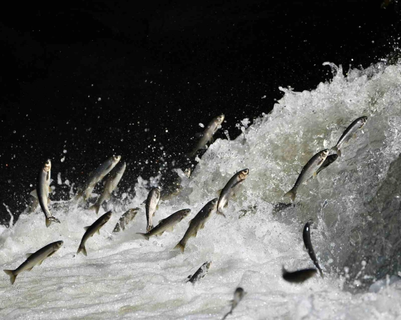 Prof. Dr. Alaeddinoğlu: &quot;İnci kefalinin nesli ciddi tehdit altında&quot;
