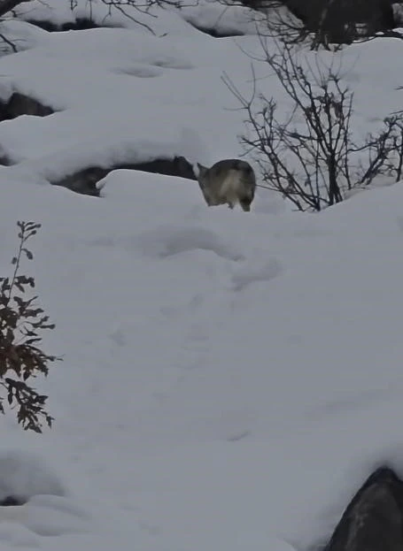 P&uuml;l&uuml;m&uuml;r Vadisi&rsquo;nde yiyecek arayan kurt kamerada
