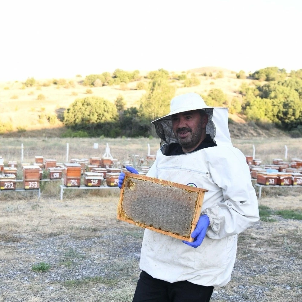 Pursaklar’da bal hasadı başladı
