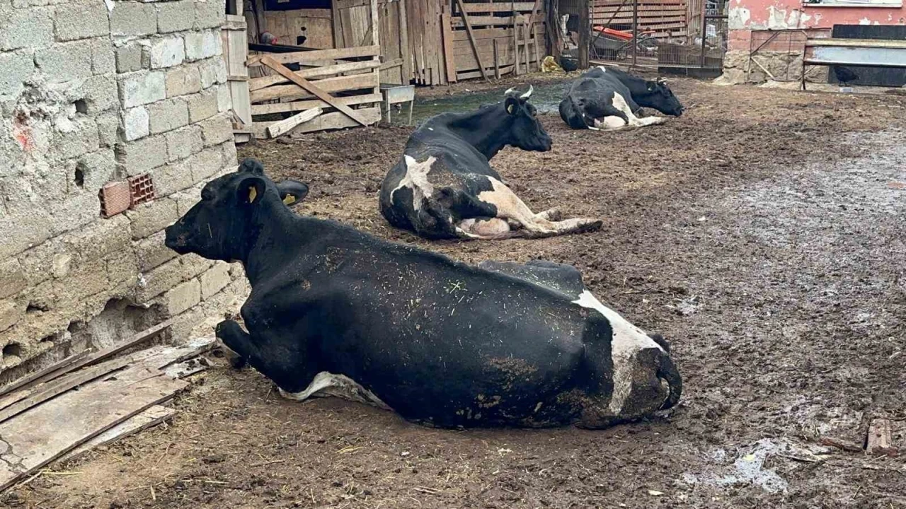 &quot;8 buzağımızı şapa verdik&quot;
