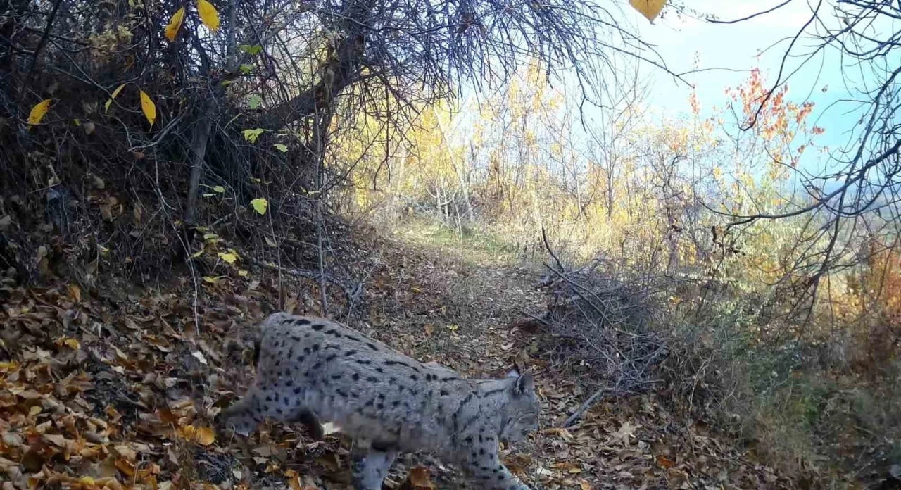 &quot;Ormanın Hayaleti&quot; vaşak Erzincan’da görüntülendi
