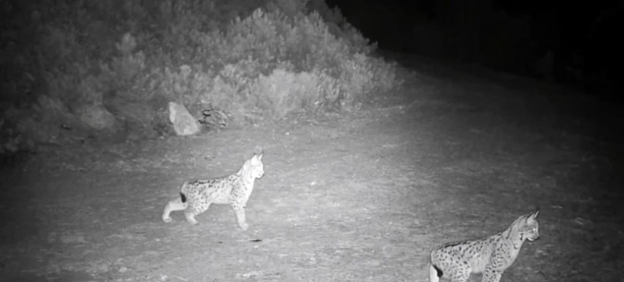 "Ormanın hayaleti" vaşak g&ouml;r&uuml;nt&uuml;lendi
