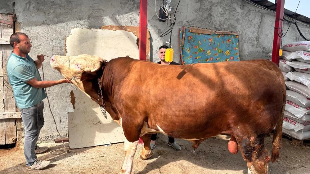  &quot;Paşa&quot; Kurbanlık Piyasasının Gözdesi Oldu
