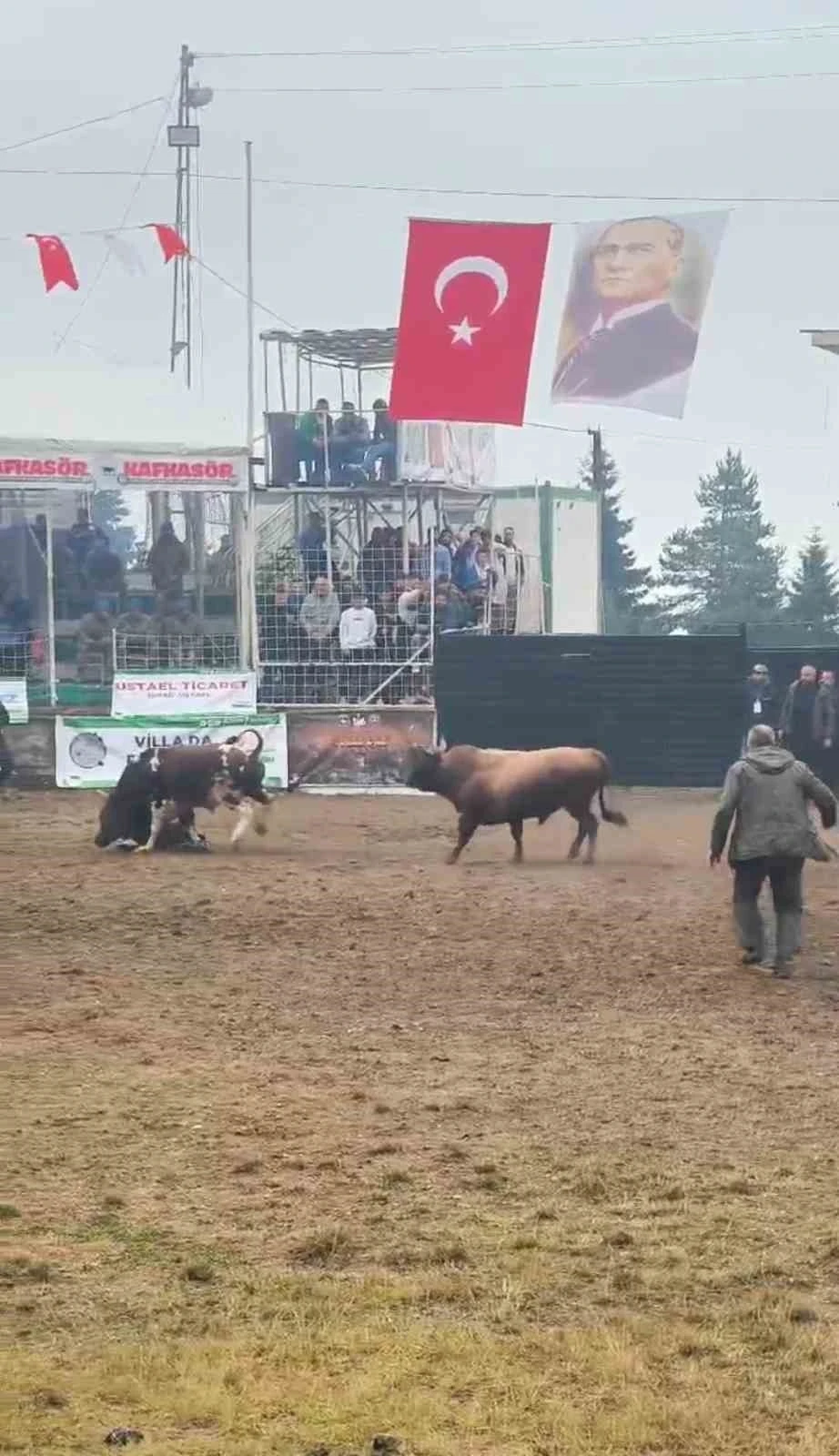 Rakibinden kaçan boğa, bakıcısını boynuzla yere serdi
