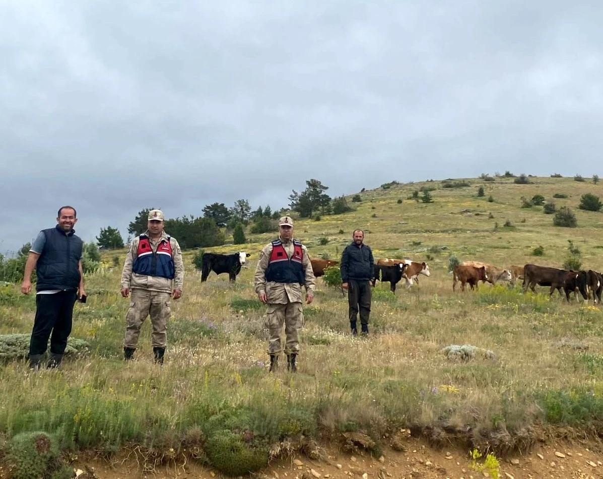 Refahiye’de kaybolan 19 büyükbaş hayvan Giresun il sınırında bulundu

