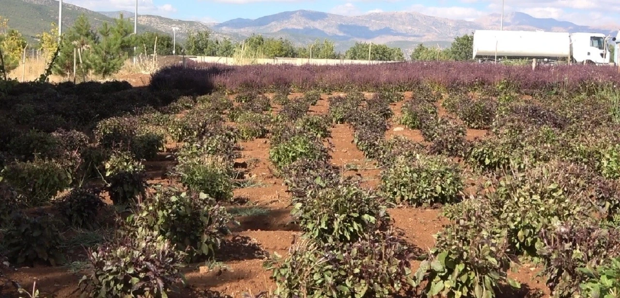 Reyhan tohuma bırakıldı, arılar bal üretti
