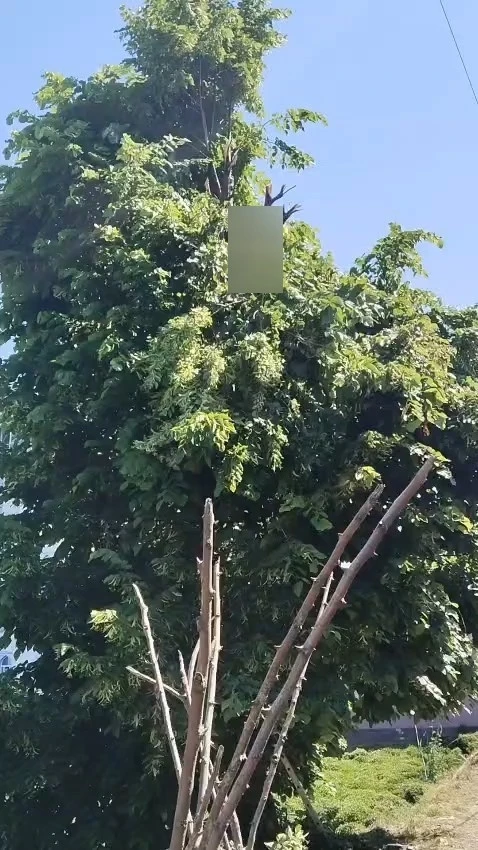 Rize&rsquo;de ıhlamur toplarken elektrik akımına kapılan vatandaş hayatını kaybetti
