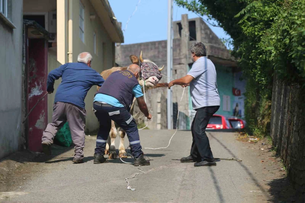 Rize’de kaçan kurbanlık sahiplerini peşinden koşturdu
