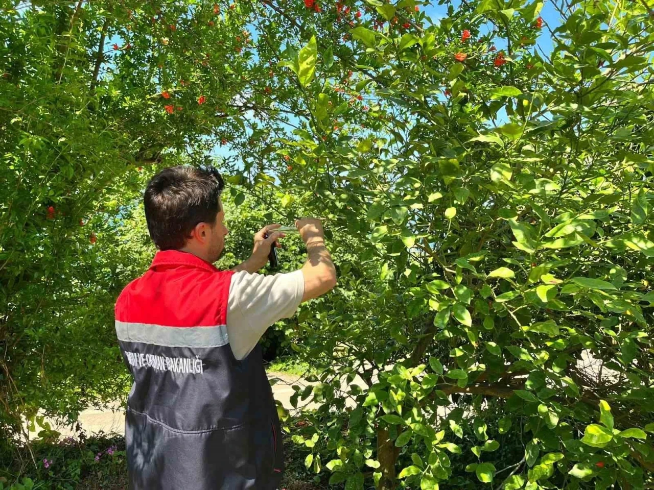 Rize&rsquo;de kokarca zararlısına karşı doğaya "Samuray Arısı" salındı
