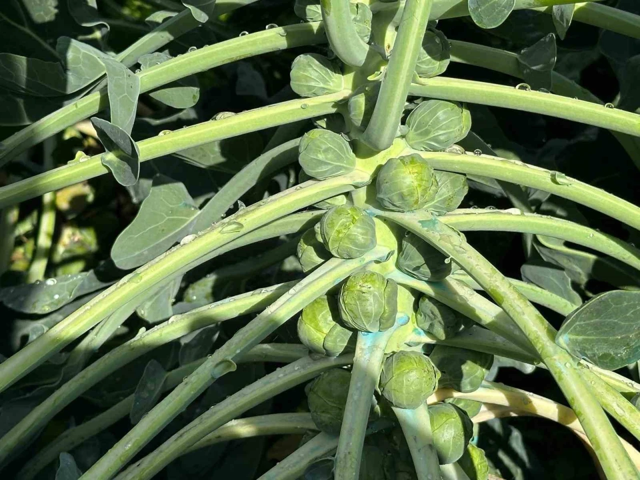 Rusya ve Hollanda lahanayı "Br&uuml;ksel"den değil İznik&rsquo;ten alıyor
