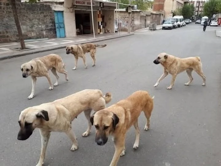 Sahipli hayvanını terk edene 108 bin TL ceza
