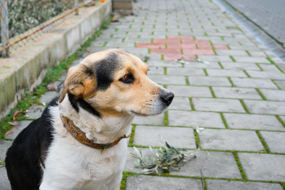 Sahipsiz Köpekler Tartışması Büyüyor