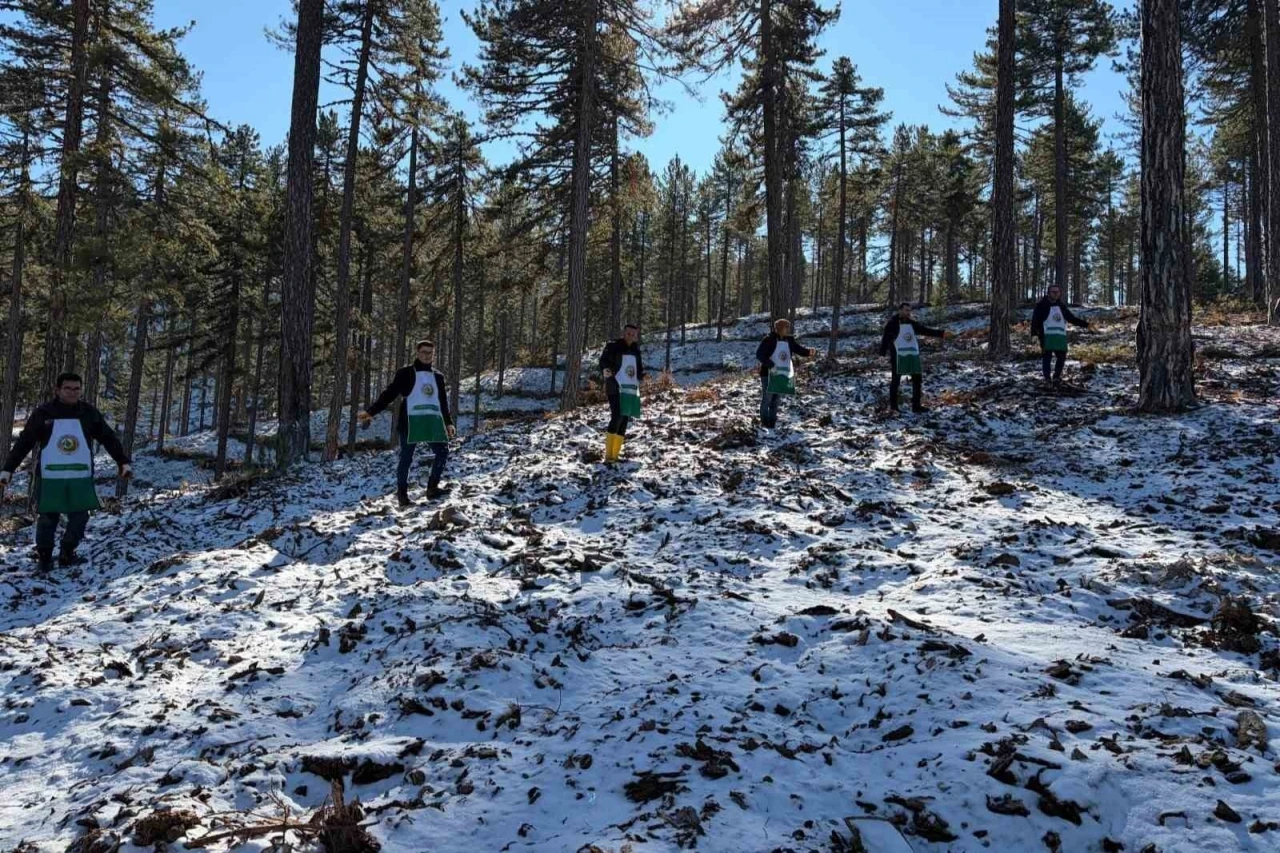 Saimbeyli&rsquo;de orman geleceğe hazırlanıyor
